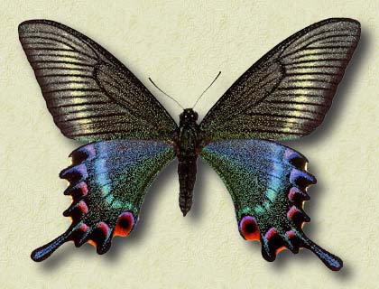 00003-Unidentified Swallowtail Butterfly.jpg
