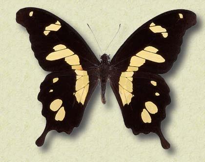 00060-Swallowtail Butterfly.jpg
