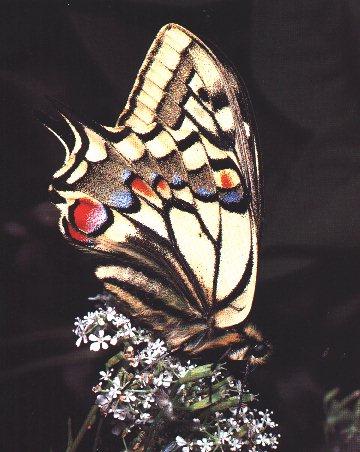 btr6-SwallowTail Butterfly-On Flower.jpg