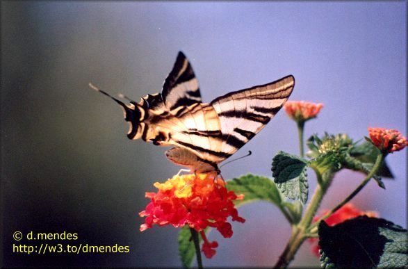 ft borboleta-Swallowtail Butterfly-on flower.jpg