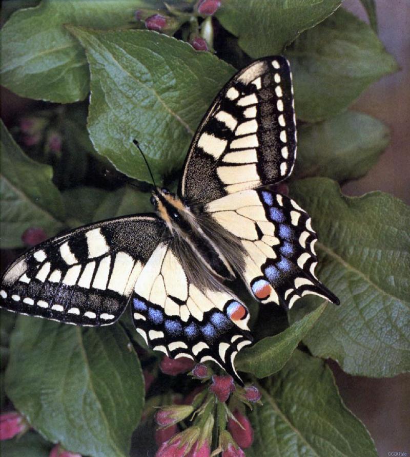 schwschw-Swallowtail Butterfly.jpg
