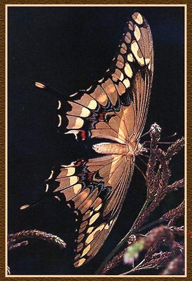 Swallowtail Butterfly 01.jpg
