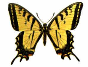 Swallowtail Butterfly 2.jpg