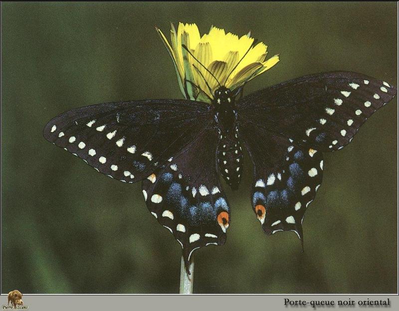 PO Ins 074 Porte-queue noir oriental (Papilio polyxenes).jpg