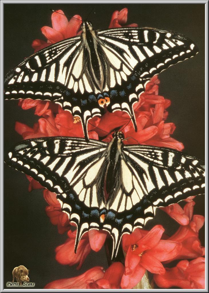 PO but 078 Papilio xuthus.jpg