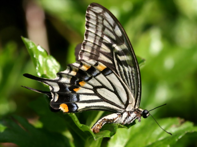 Citrus Swallowtail(Papilio xuthus).jpg