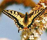 Common Swallowtail Butterfly.jpg