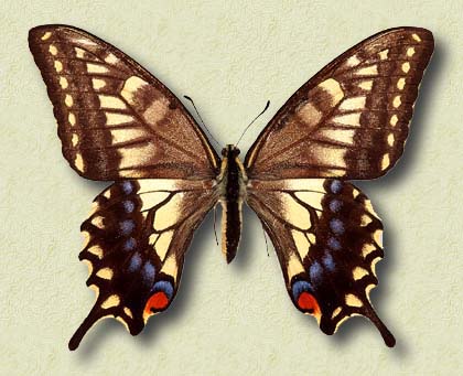 00001-Common Swallowtail Butterfly.jpg
