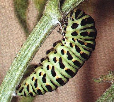 btr8-Common Swallowtail Butterfly-Caterpillar.jpg