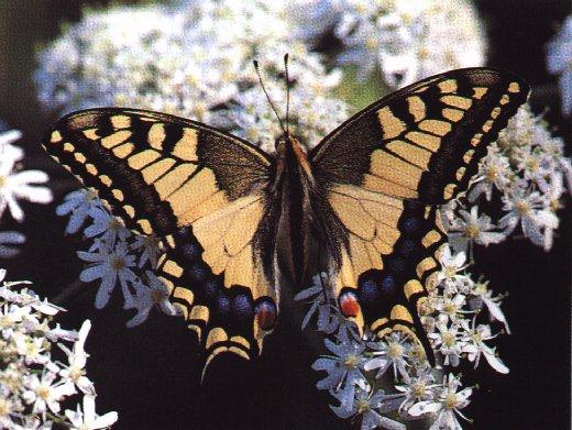 btr9-Common SwallowTail Butterfly-On Flower.jpg