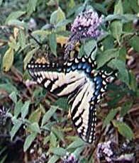 butterfly2-Common Swallowtail Butterfly-on tree.jpg