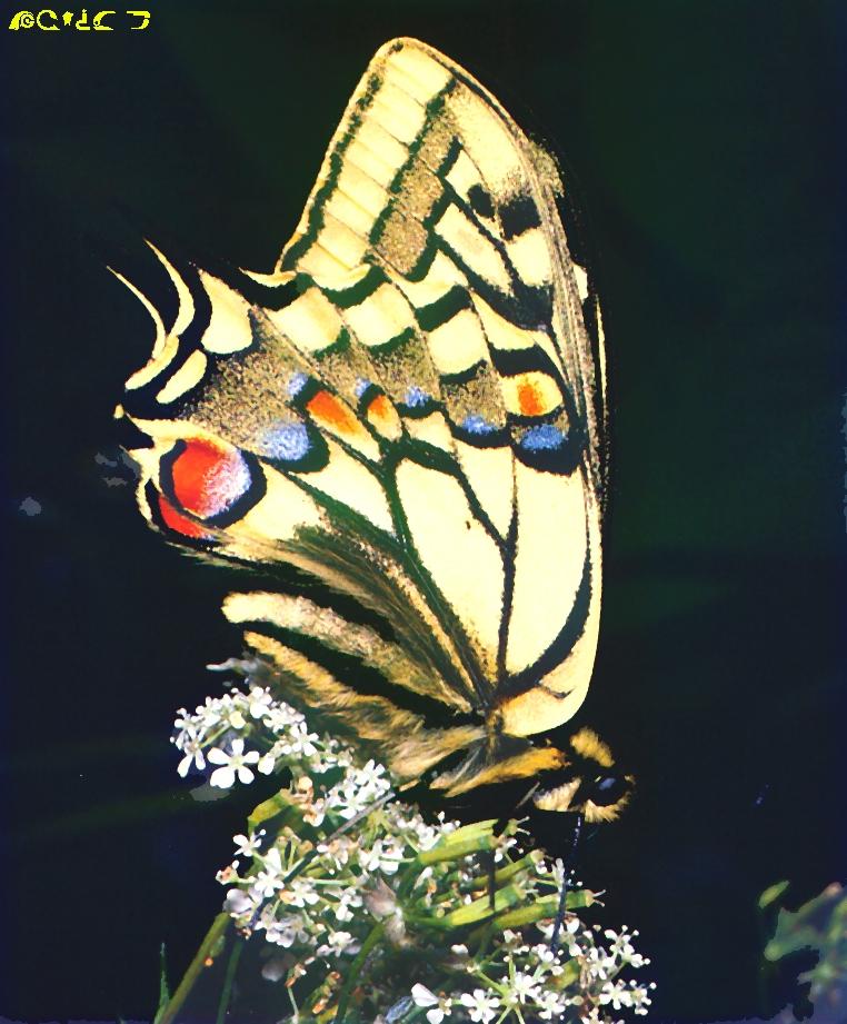 Common Swallowtail Butterfly-sipping nectar on flower.jpg