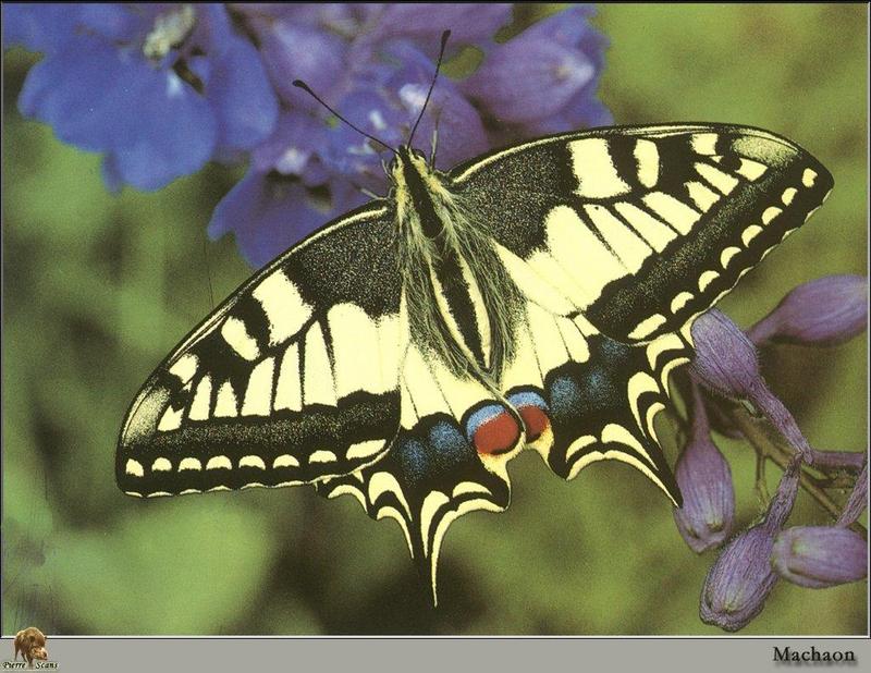 PO Ins 059 Machaon (Papilio machaon).jpg