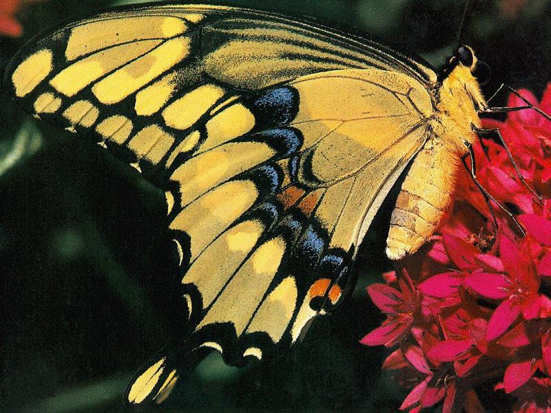 pvwild05-Common Swallowtail Butterfly-Closeup.jpg