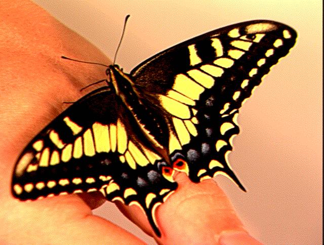 Common Swallowtail Butterfly On Thumb.jpg