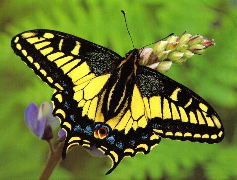 Common Swallowtail Butterfly 03-On Flower.jpg