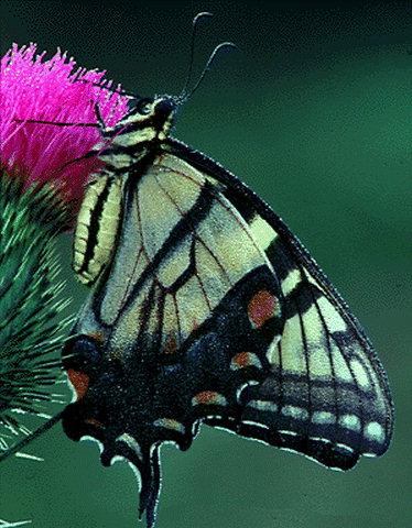 Common Swallowtail Butterfly-Hanging flower.jpg