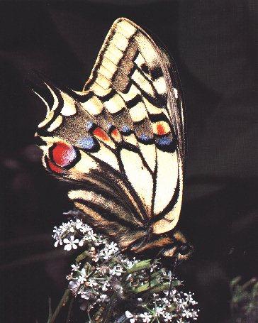 Common Swallowtail Butterfly-On Flower.jpg
