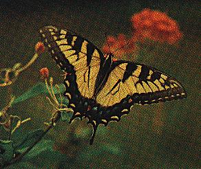 Common Swallowtail Butterfly On Flower-Dorsal View.jpg