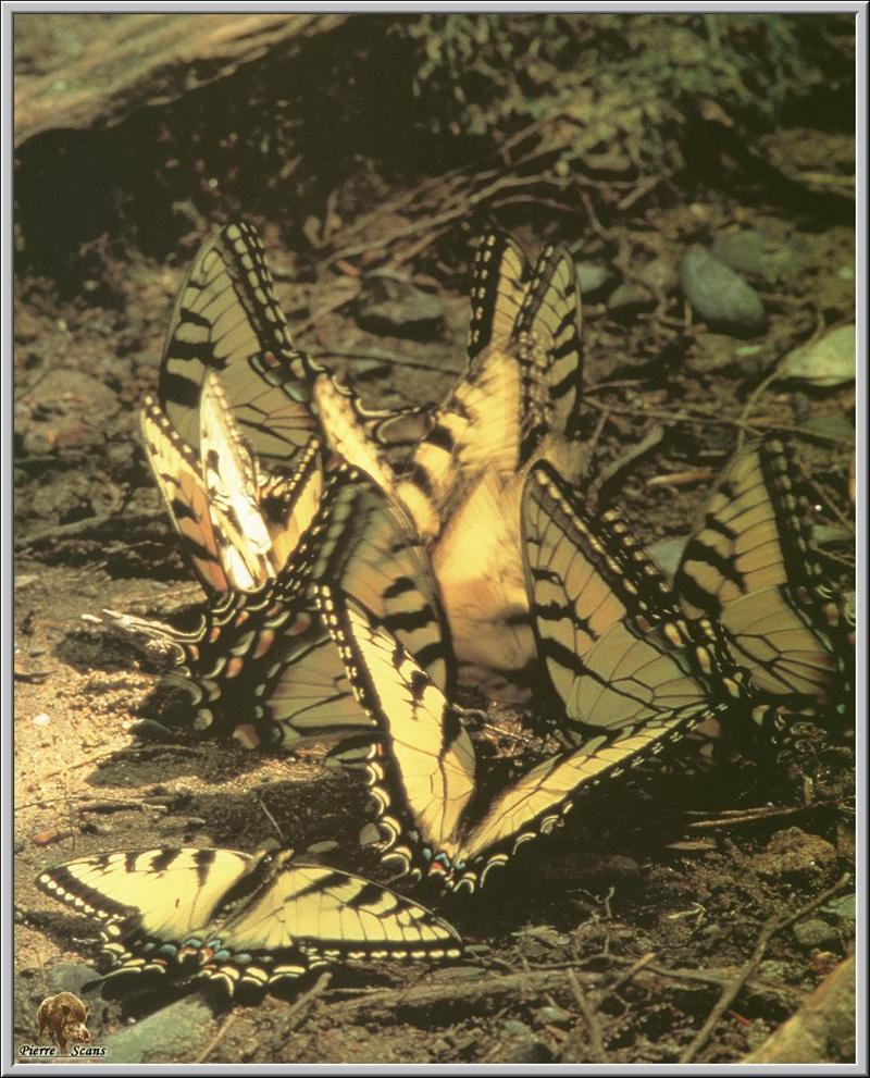 PO but 077 Papilio glaucus.jpg