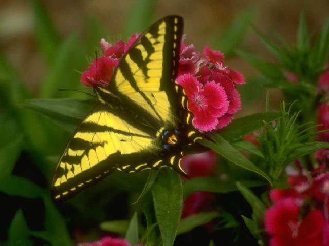 Anin0008-Swallowtail Butterfly-Yellow.jpg