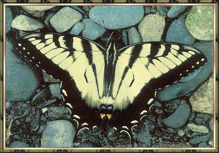 Butterfly bb002-Tiger Swallowtail Butterfly-on pebbles.jpg