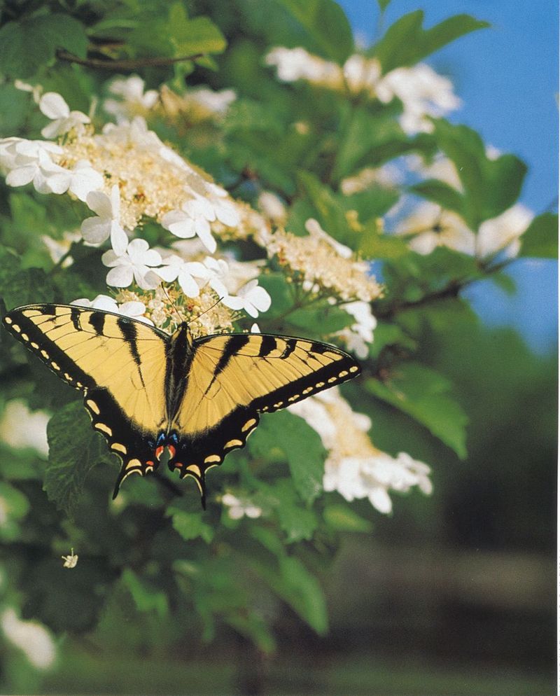 butterfly2-Tiger Swallowtail Butterfly-by Joel Williams.jpg