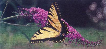 lj Tiger Swallowtail Sampling Buddleia\'s Nectar.jpg