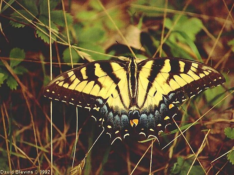 tiger swallowtail.jpg