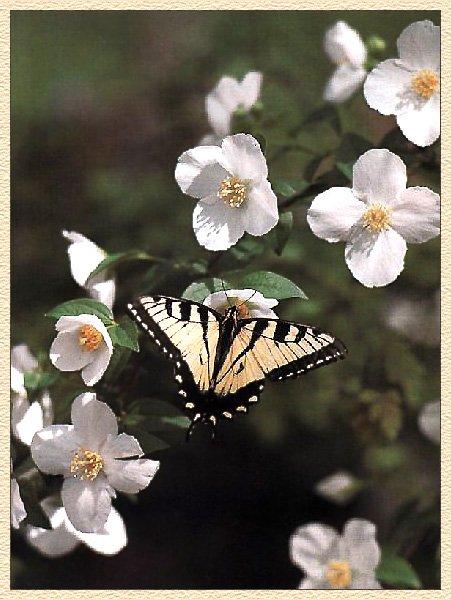 Tiger Swallowtail Butterfly 02-sitting on flower.jpg