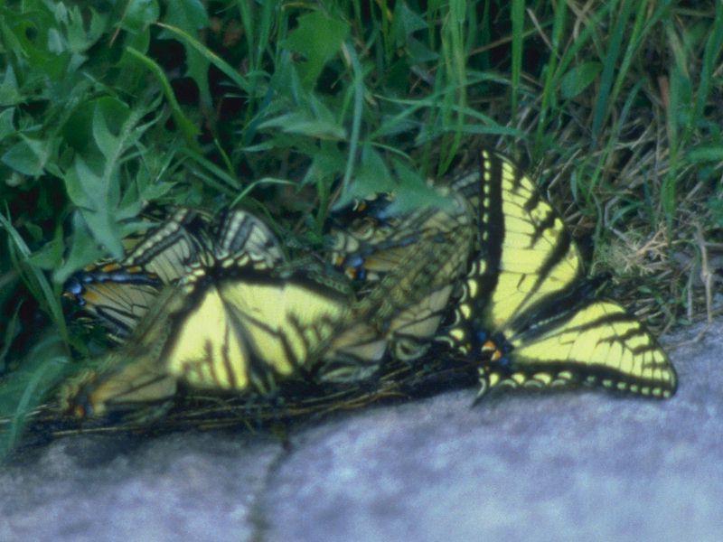 Tiger Swallowtail Butterflys-Pack.jpg