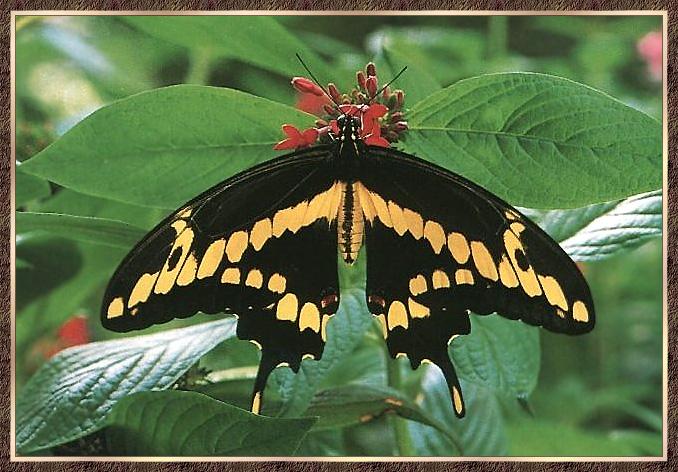 Giant Swallowtail Butterfly 01.jpg