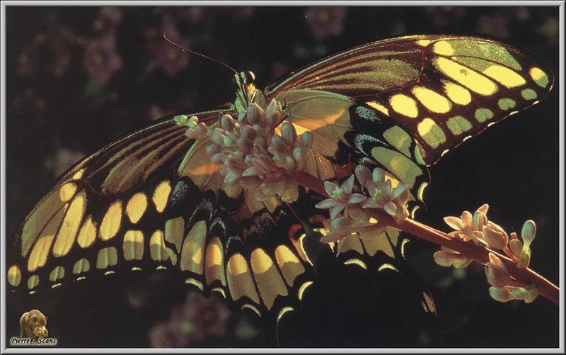 PO but 076 Papilio cresphontes.jpg