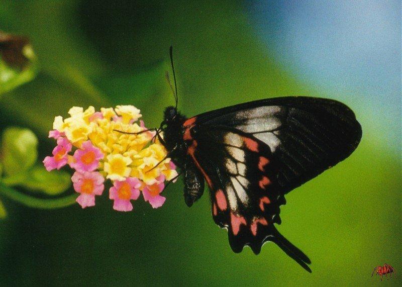 harris\' mimic swallowtail (mimoides lysithous).jpg