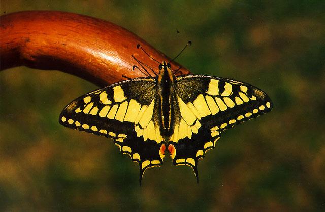 TinyBeasty-P. machaon-Yellow-Common Swallowtail Butterfly.jpg