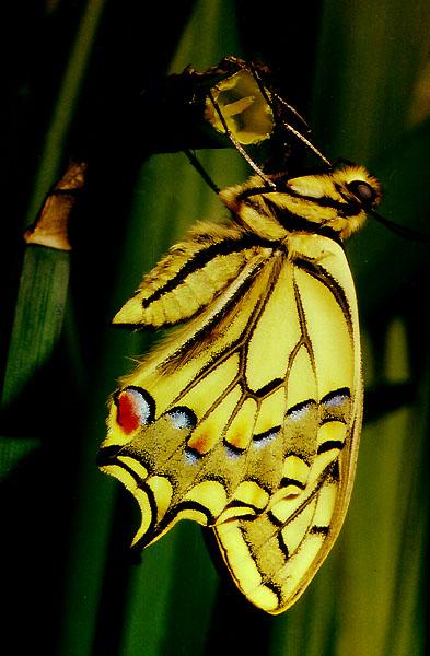 TinyBeasty-P. machaon 1-Yellow-Common Swallowtail Butterfly.jpg