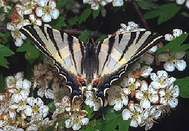 TinyBeasty-podalirius 1-Scarce Swallowtail Butterfly.jpg