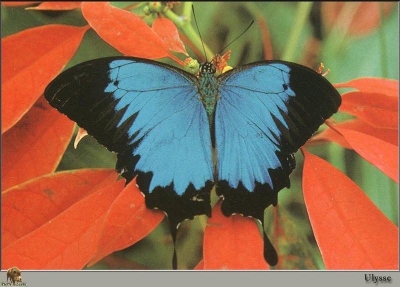 PO Ins 099 Ulysse (Papilio Ulysses).jpg
