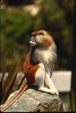 Apa-Patas Monkey-sitting on rock.jpg