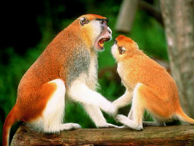 BABY04-Patas Monkeys-mom and young on log.jpg