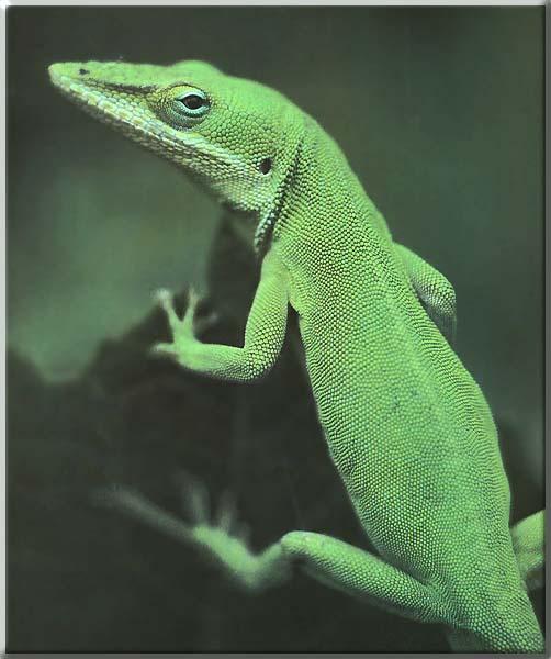 Green Anole 03-Rear View-Up Something.JPG