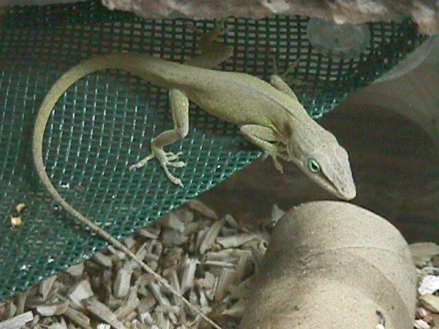 Green Anole-Lizard-Fred1.jpg