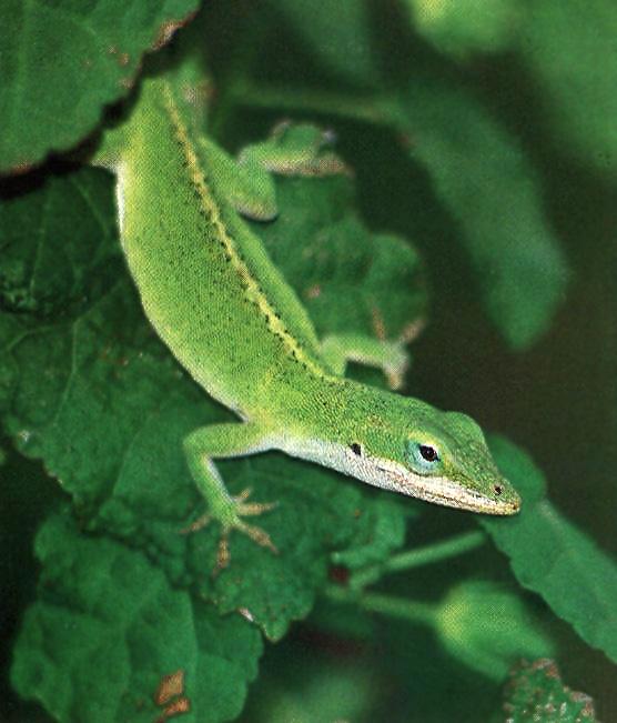 Green Anole-Lizard-Looking Down-On Leaf.jpg