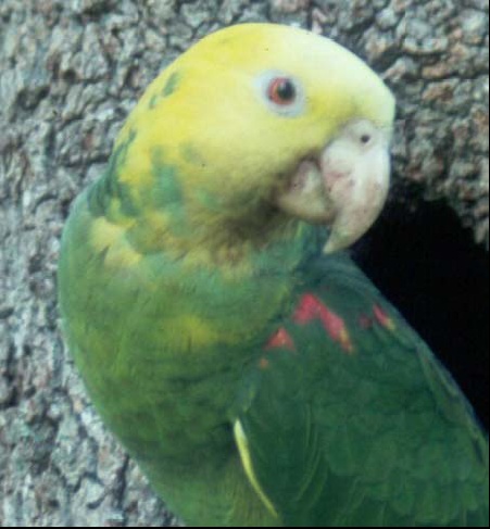 Yellow-head Parrot (Amazona oratrix).JPG