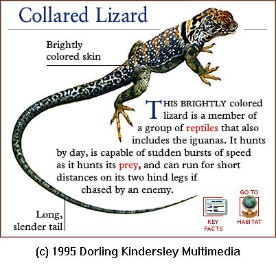 DKMMNature-Reptile-Collared Lizard.gif