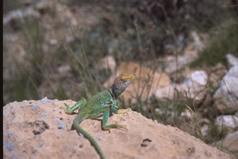 greenlizard3-Collared Lizard-on sandhill.jpg
