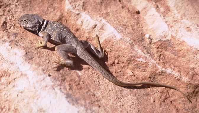 crota1-Collared Lizard-on rock.jpg