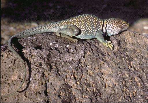 crota2-Collared Lizard-on rock.jpg