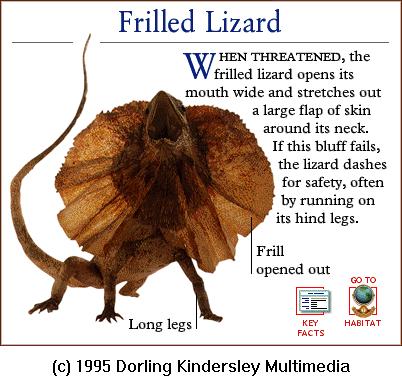 DKMMNature-Reptile-Frilled Lizard.gif