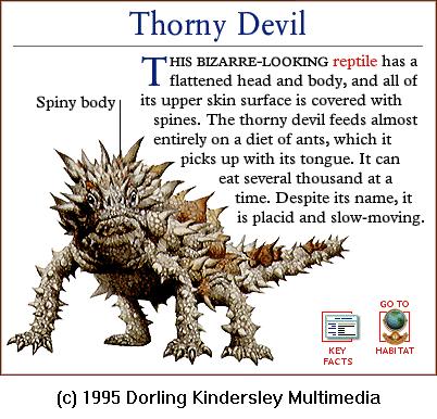 DKMMNature-Reptile-Thorny Devil-Lizard.gif
